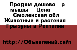 Продам дёшево 50р мышы  › Цена ­ 50 - Смоленская обл. Животные и растения » Грызуны и Рептилии   
